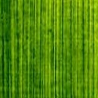 AS OIL 40ML AUSTRALIAN GREEN GOLD 